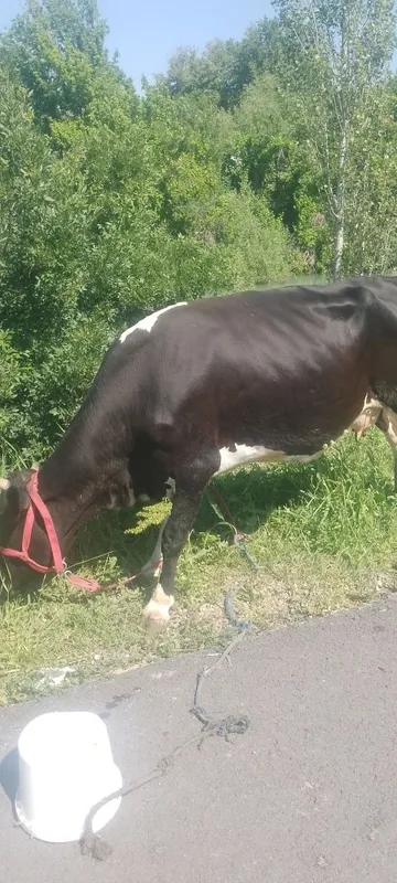Сотиладиган мол бор