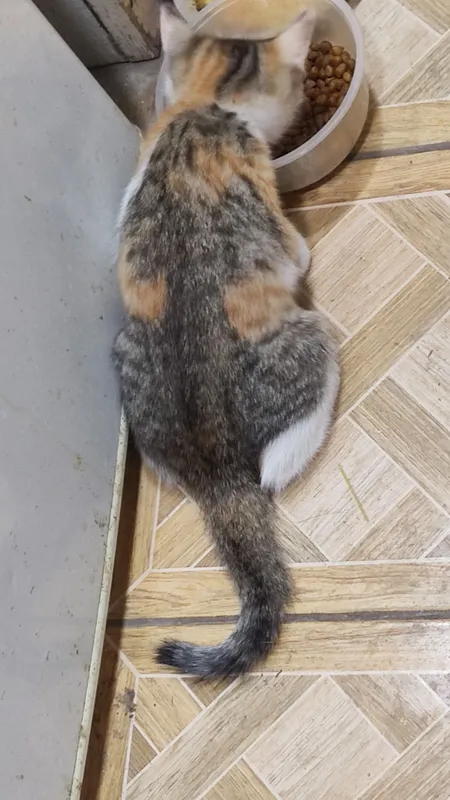 Котята, в хорошие руки
