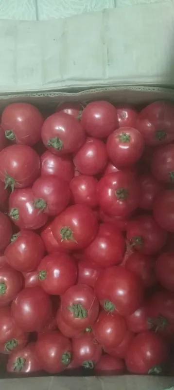 Yuqori sifatli dala pomidorlar katta miqdorda sotiladi 1 Yuqori sifatli dala pomidorlar katta miqdorda sotiladi 1