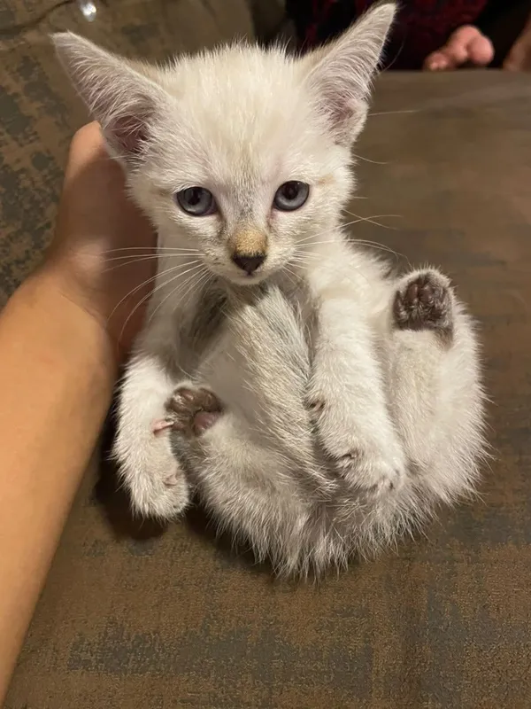 сяанский пшик 3 сяанский пшик 3