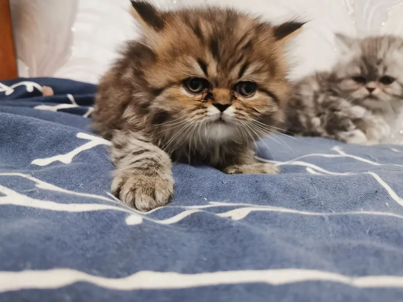 Продаются катята скотиш фолд скотиш страйд