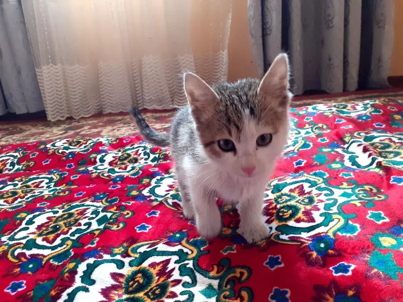 yoqimtoy mushukcha