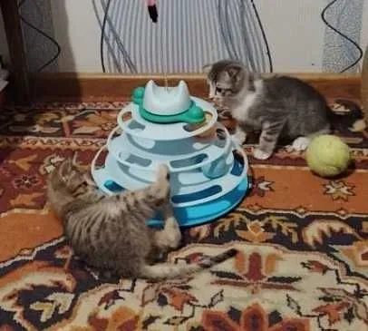 Бесплатно котята в хорошие руки — фото 1