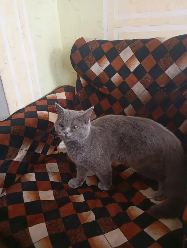 Мушук сотилади . Зоти Скоттиш Страйт. 3 Мушук сотилади . Зоти Скоттиш Страйт. 3