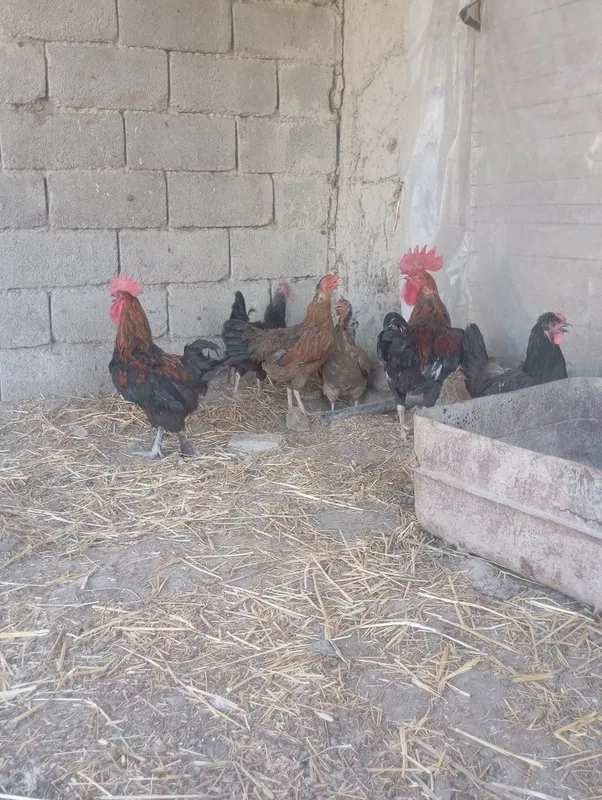 Sifatli xonaki va damashniy tovuq va xo'rozlar 3 Sifatli xonaki va damashniy tovuq va xo'rozlar 3