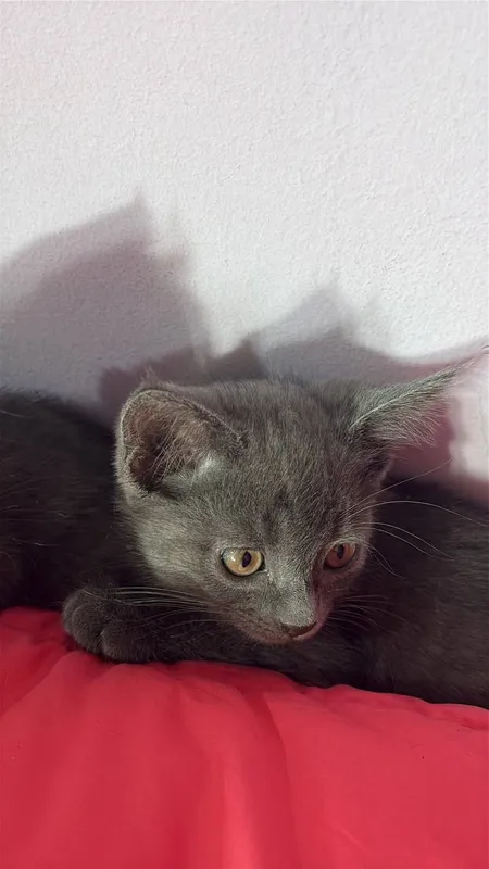 котята/Mushukchalar 6