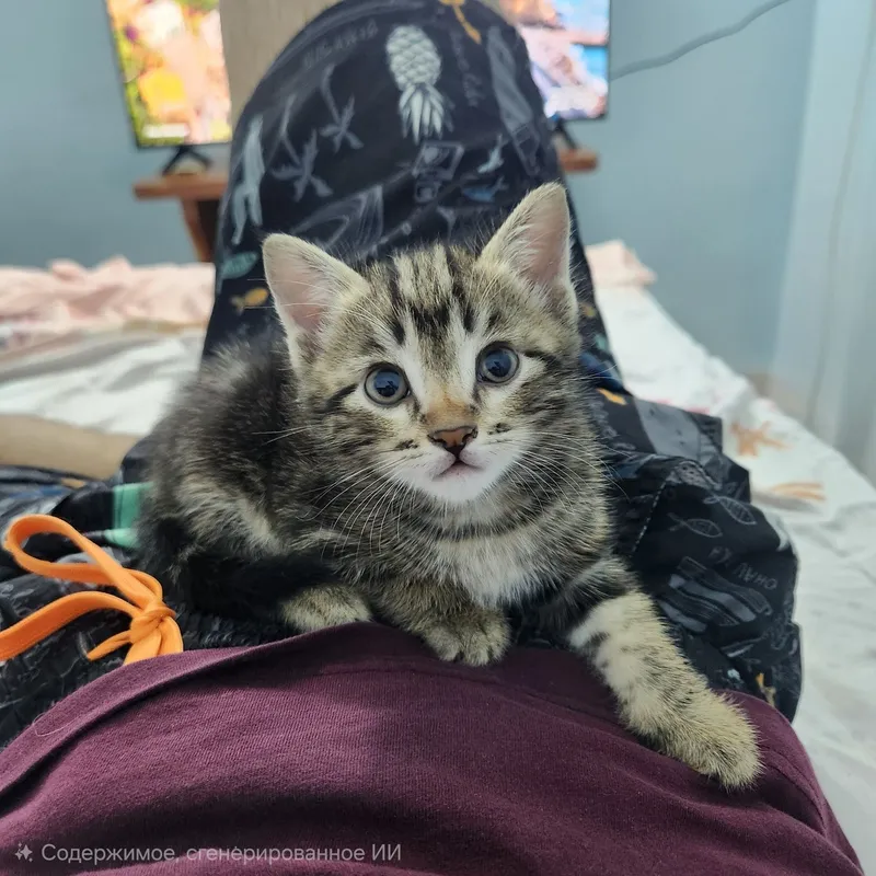 Отдам 2 котёнка в хорошие руки 5
