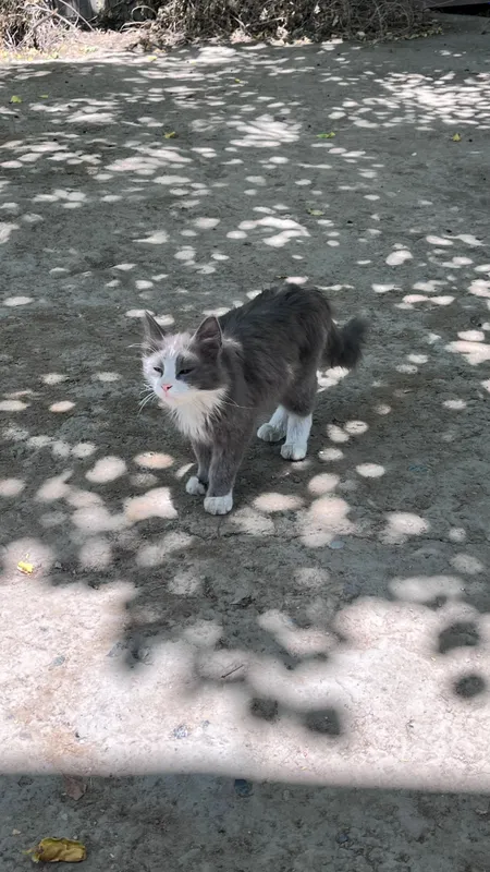 Продам Сибирского кота — фото 2