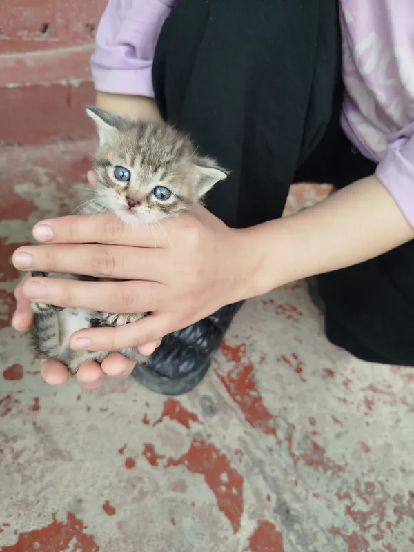 катята скотиш фолд — фото 2