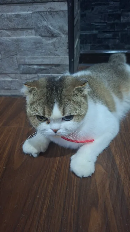 шатланская вислоухая кошка — фото 4