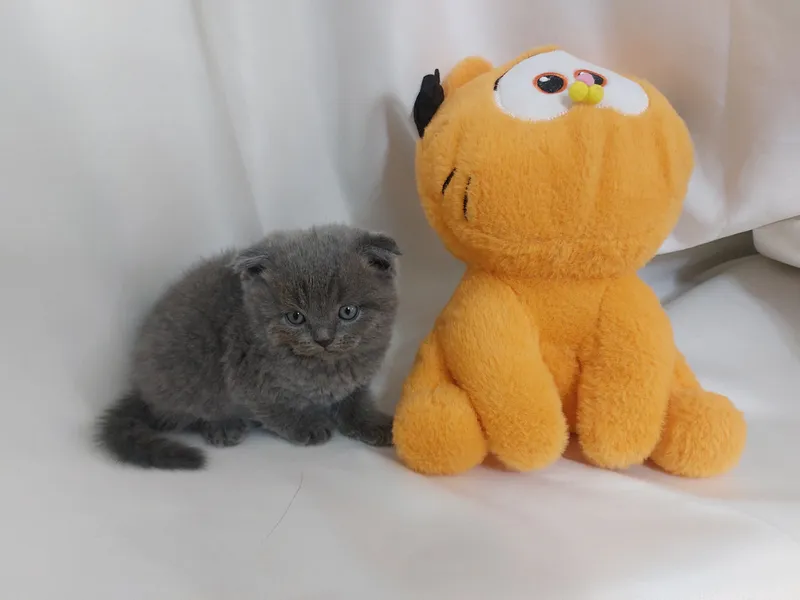 Продаю котёнка Скоттиш Фолд Мальчик
