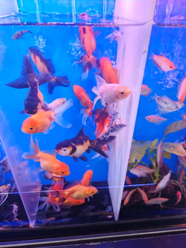 O‘simliklar va akvarium baliqlari 5