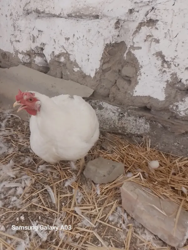 Broler par 130 kunlik Xo'roz 6kg tovug'i 5kg tug'yapti 4 Broler par 130 kunlik Xo'roz 6kg tovug'i 5kg tug'yapti 4