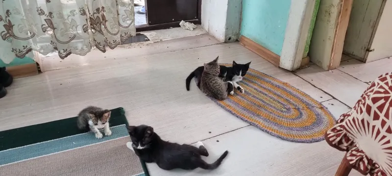 котята котята