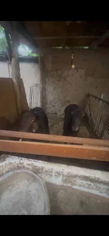 Qochqor zotga srocniga sotiladi