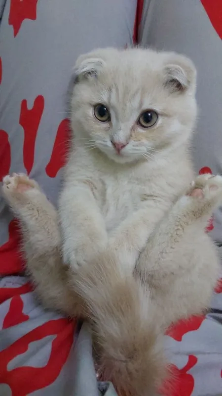 Scottish fold mushuk 1 Scottish fold mushuk 1