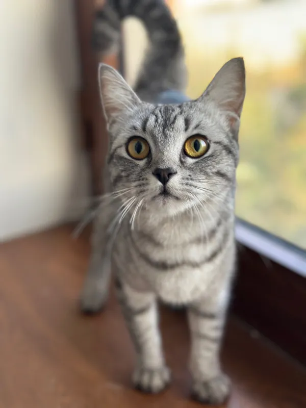котенки скотиш страйт — фото 1