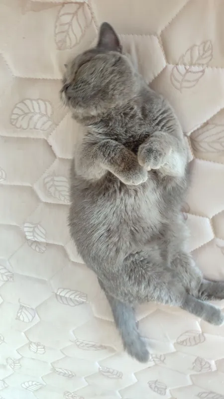 British shorthair 4