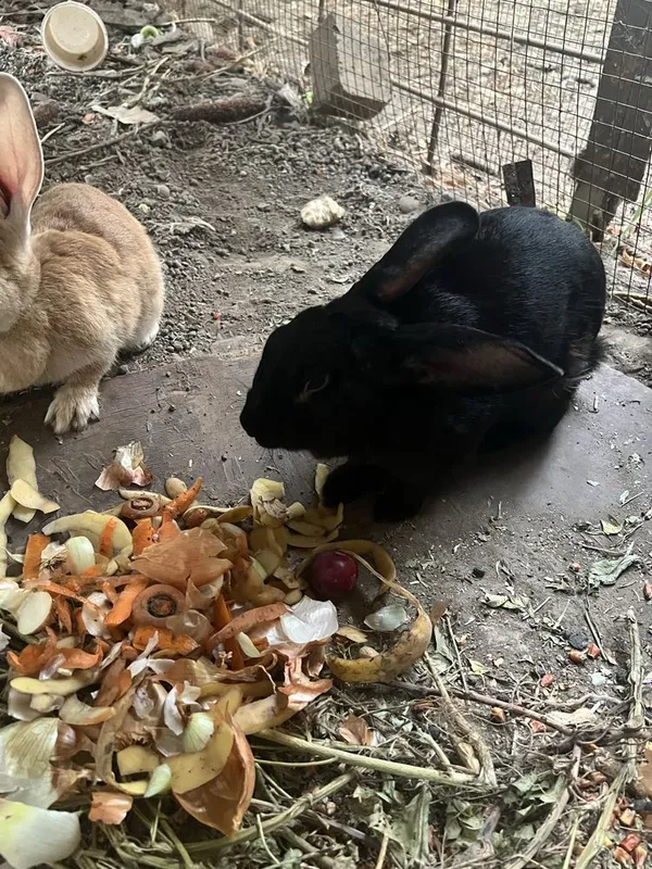 Kurka va quyonlar sotiladi 5 Kurka va quyonlar sotiladi 5