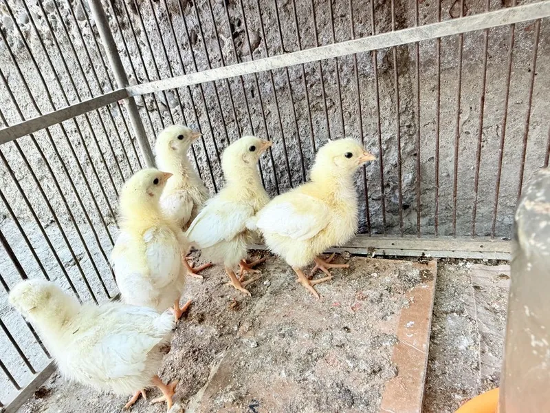 adler tuxumlari bor 2