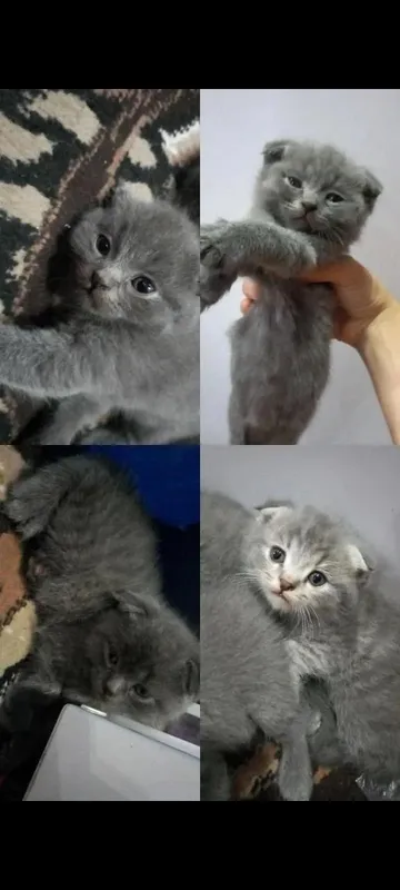 "Scottish fold" parodali mushukchalar