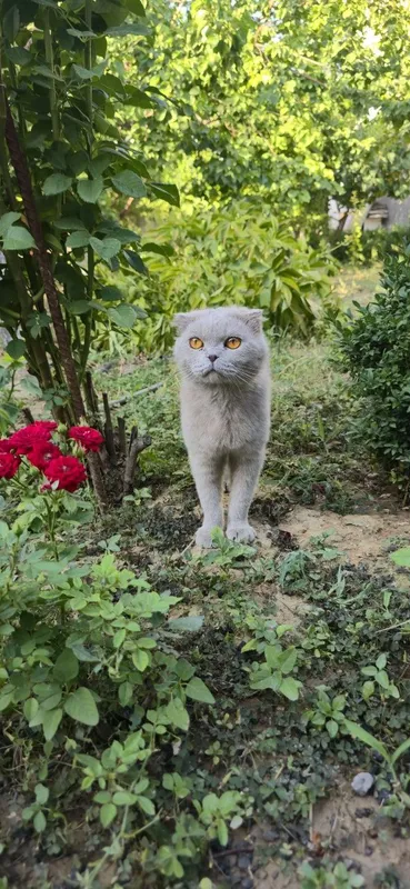 Скоттиш фолд ўғил — фото 1