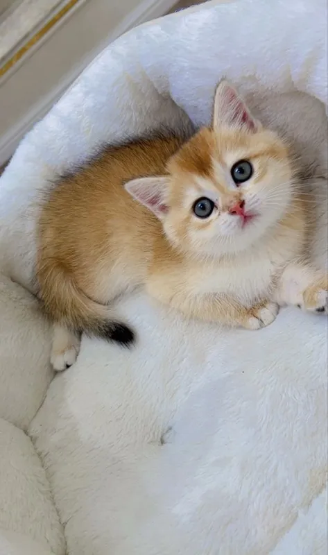 Скотиш фолд 2ойли