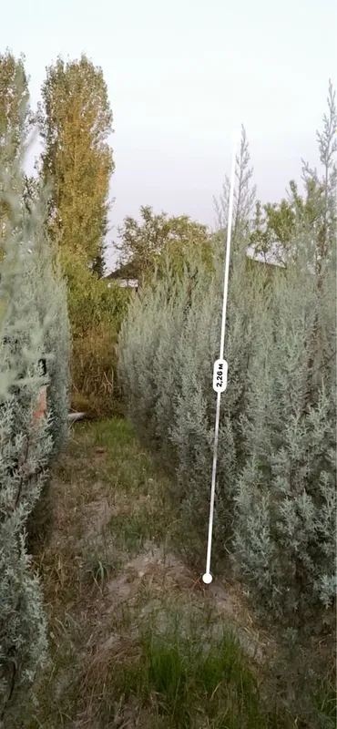 Арча гепарис 1м 2.50м гача — фото 3