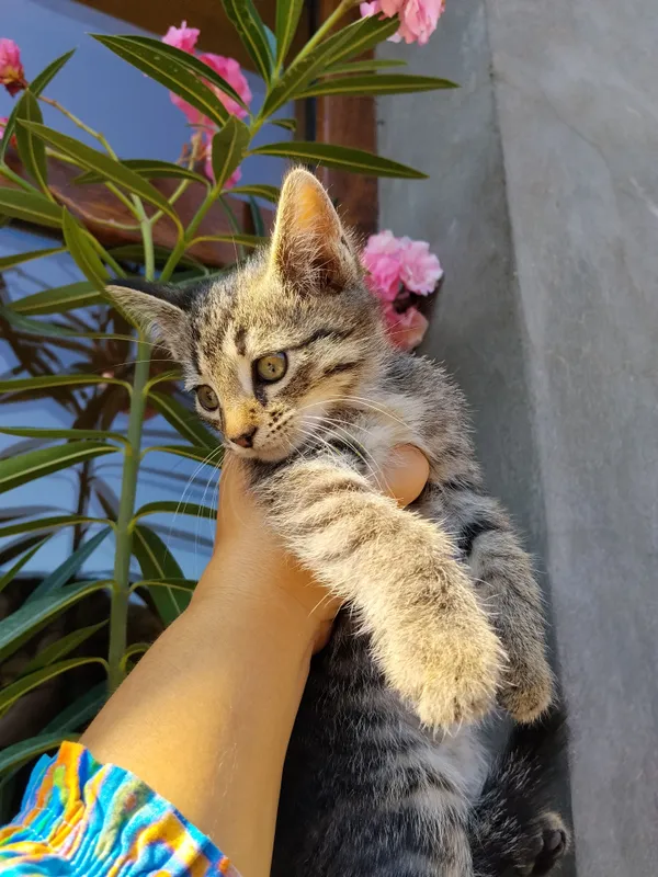 отдам бесплатно котят .Мама котят сиямская кошка 5 отдам бесплатно котят .Мама котят сиямская кошка 5