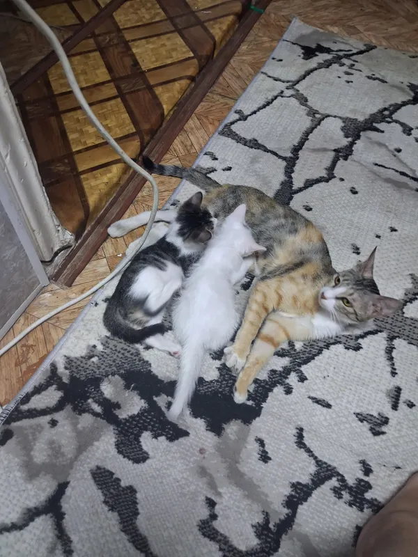 kotyata besplatno ochen krasivie 3 5