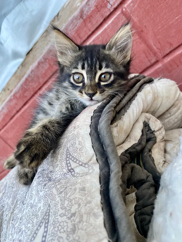 Котёнок 3 Котёнок 3