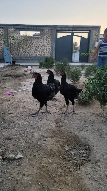Кора товуклар. Qora tovuqlar