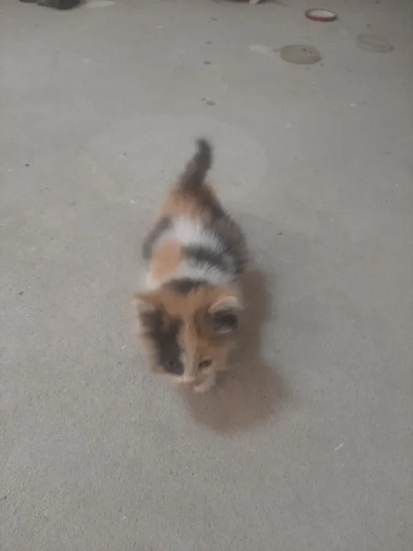 котята домашние... — фото 2