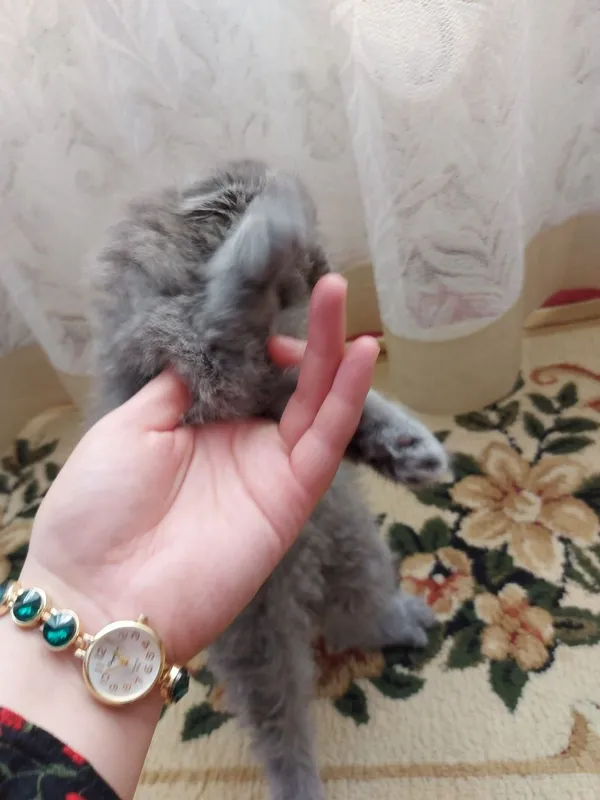 Кошки. Мушукчалар 6 Кошки. Мушукчалар 6