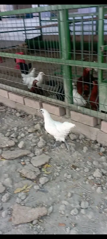 Uheyul oq jujalar 3 oylik Uheyul oq jujalar 3 oylik