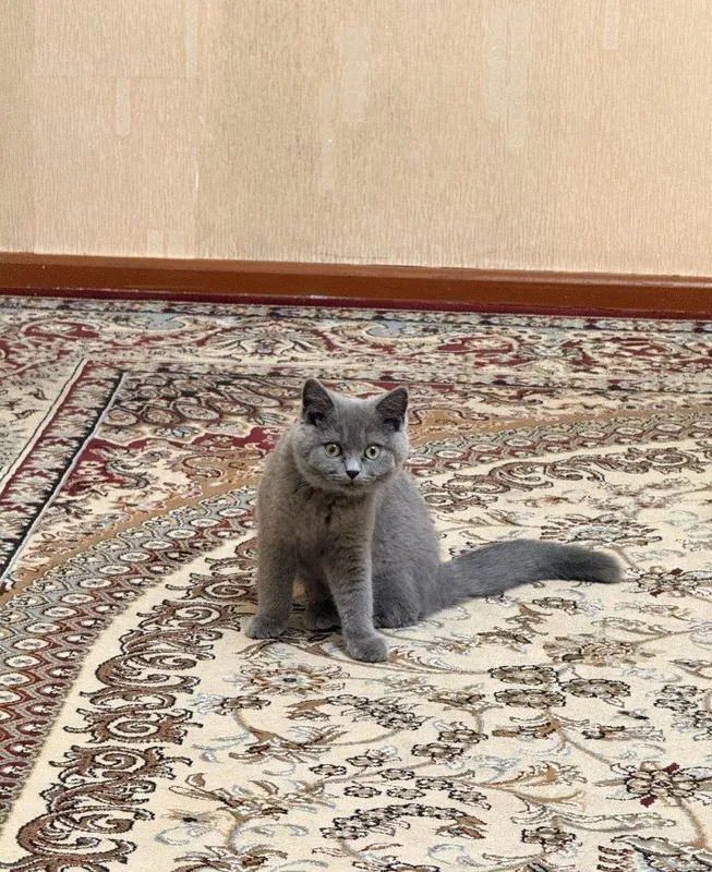Zotili mushu : British shorthair toza qon — фото 1