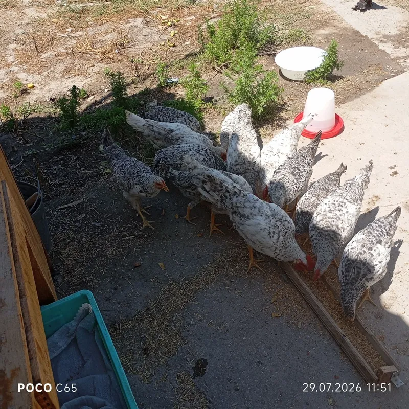 Продаются Цыплята Барковская Барвистая 3