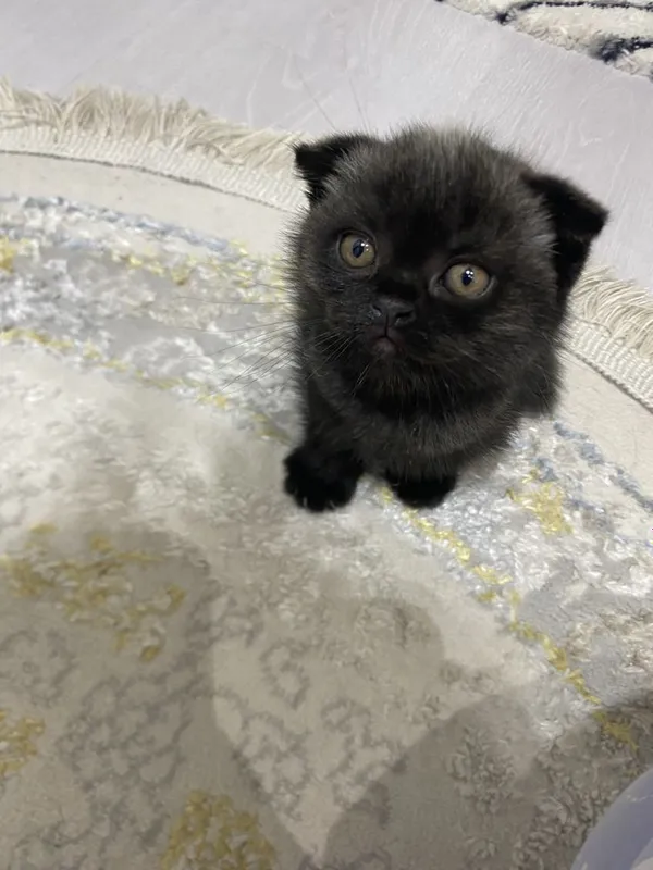 Продаюстя породистые котята — фото 2