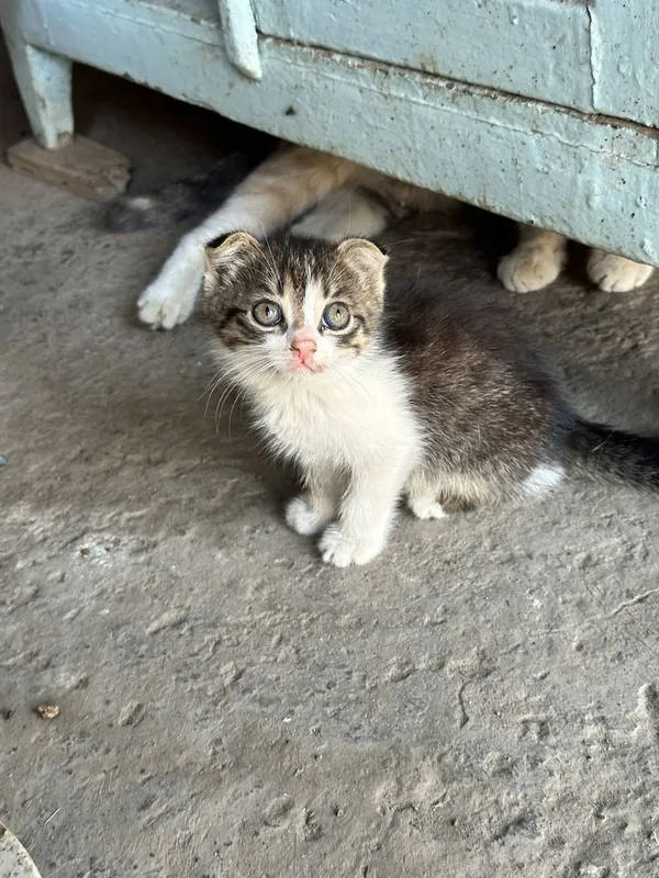 продаються котята вислоухие не дорого — фото 1