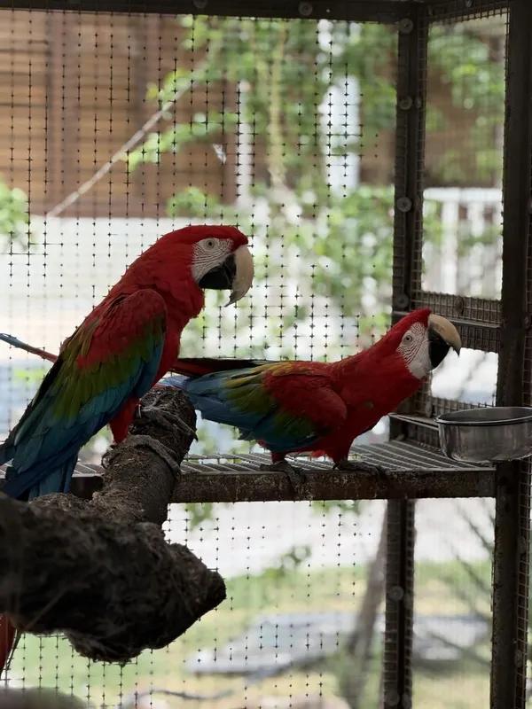 Ara zlona kirili papugay … — фото 1