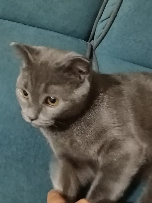 Кот Scottish Fold, 4-месячный, веселый, ухоженный 2 Кот Scottish Fold, 4-месячный, веселый, ухоженный 2