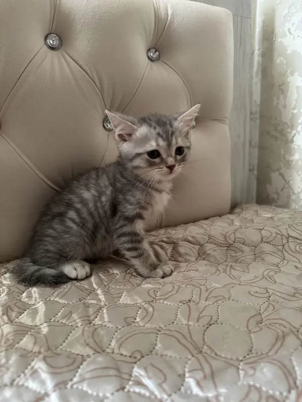 Котенок Шотландский 7 Котенок Шотландский 7