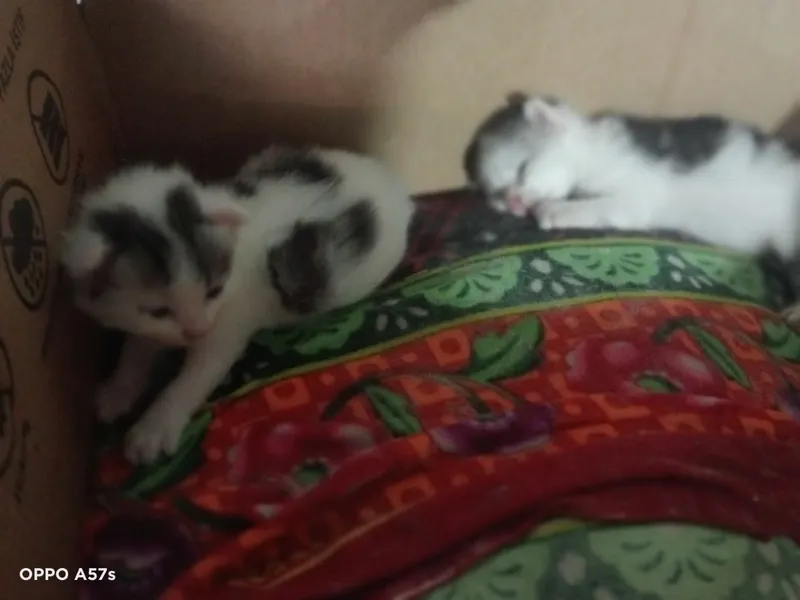 Mushuk va mushukchalar uy qidirmoqda 3