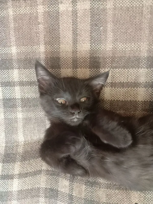 Отдам даром котенка — фото 2