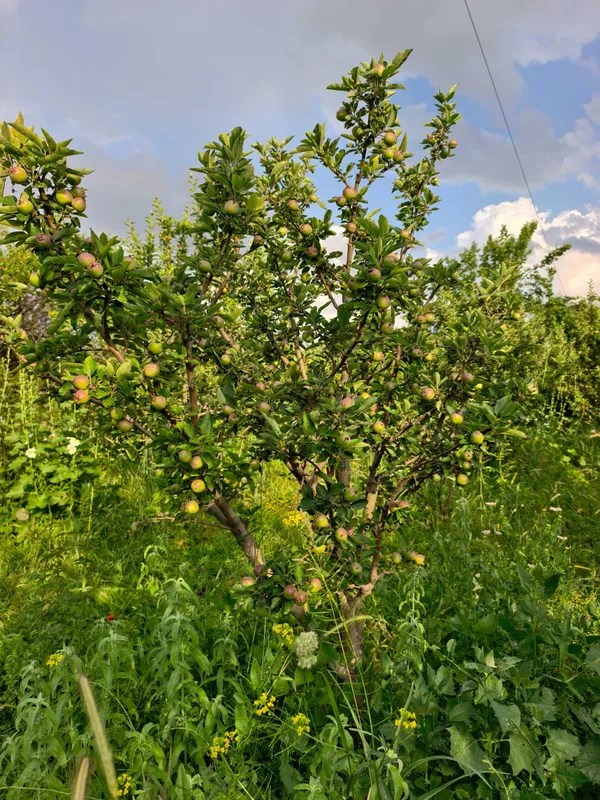 Baxmal markazida uchaska sotiladi,100 ta olma daraxti bor, kadastr bor — фото 7