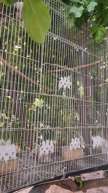 Bulbul sotiladi narxi 400000 min 5