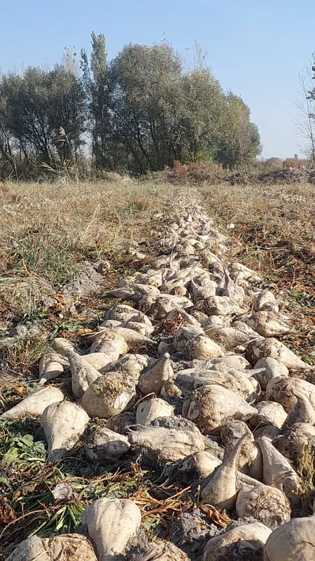 Qand lavlagi mol quy va yeyish uchun shakar lavlagi — фото 1