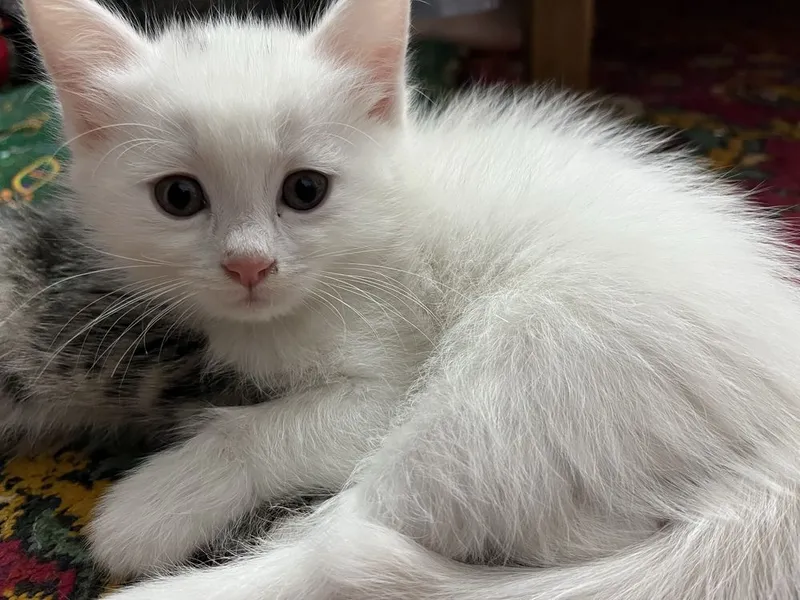 киз бола пишик, 1ярм ойлик