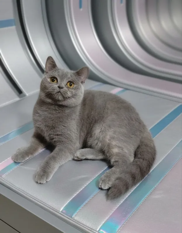 Продаётся скотиш страйт девочка 2