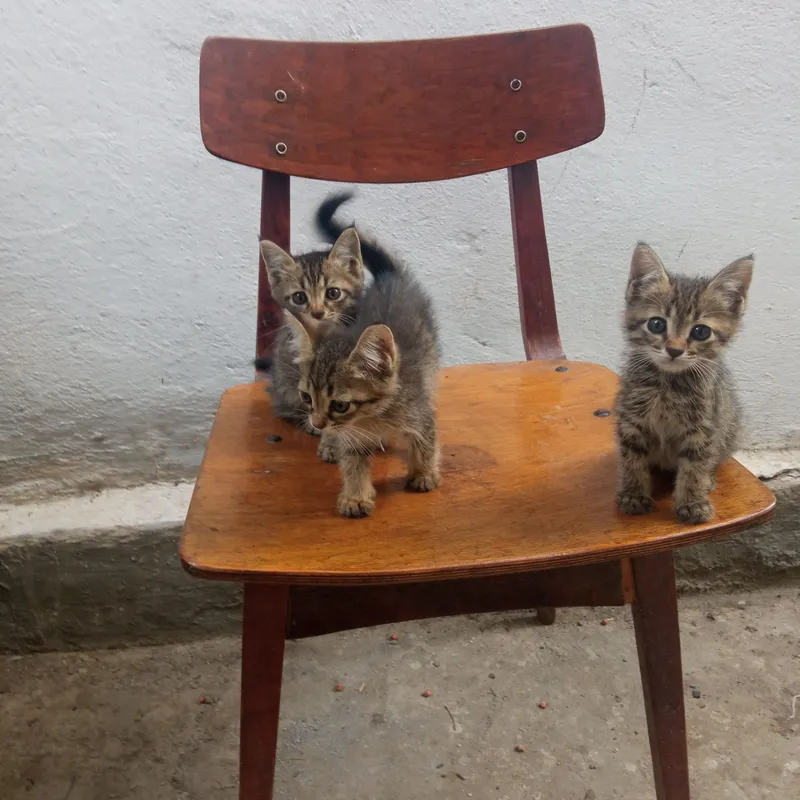 отдам котят 2 отдам котят 2